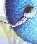 Forr�s: ORIGO