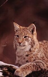 Forr�s: WWF Roger Leguen