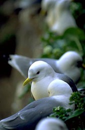 Forr�s: naturalia.org