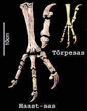 Forr�s: [origo]