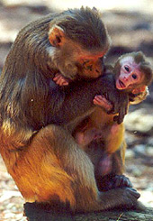 Forr�s: hsus.org