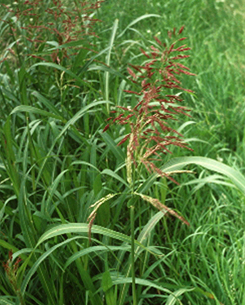 Forr�s: [origo]