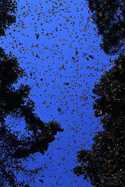 Forrás: monarch-learner.org Forrás: monarch-learner.org