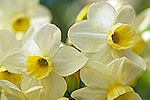 Forr�s: [origo]