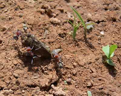 Forr�s: antweb.org