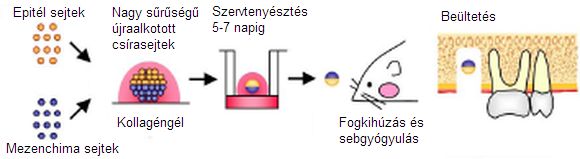 ForrA!s: [origo]