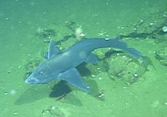 MBARI MBARI