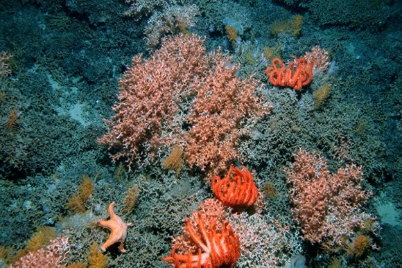 ForrA!s: Census of Marine Life/NIWA ForrA!s: Census of Marine Life/NIWA