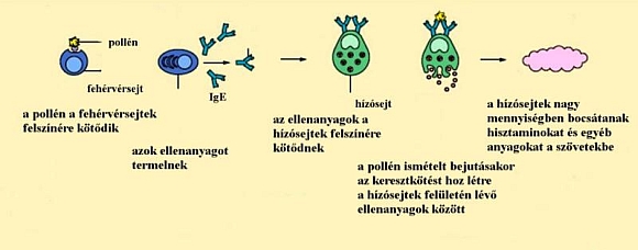 Forr�s: www.allergiadoktor.hu