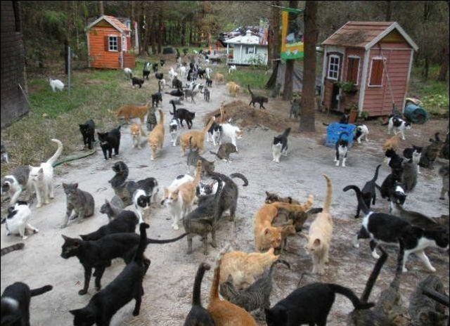 Forr�s: http://www.caboodleranch.com/