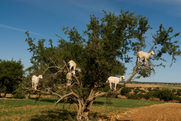 Forr�s: iStockphoto.com