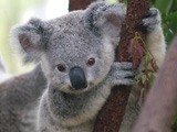 Koala-dilemma