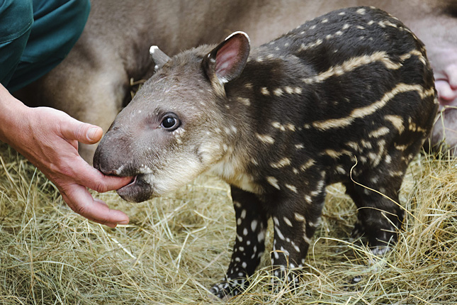 20120416-tapir-2012-aprilis-16-anyja3
