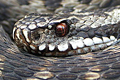 Forr�s: Wikimedia Commons/Zden�k Fric