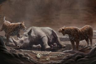 Forr�s: Mauricio Ant�n/PLoS ONE
